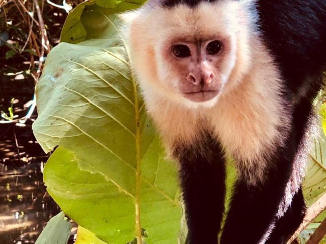 Mar Verde Lodge Puerto Viejo de Talamanca ภายนอก รูปภาพ