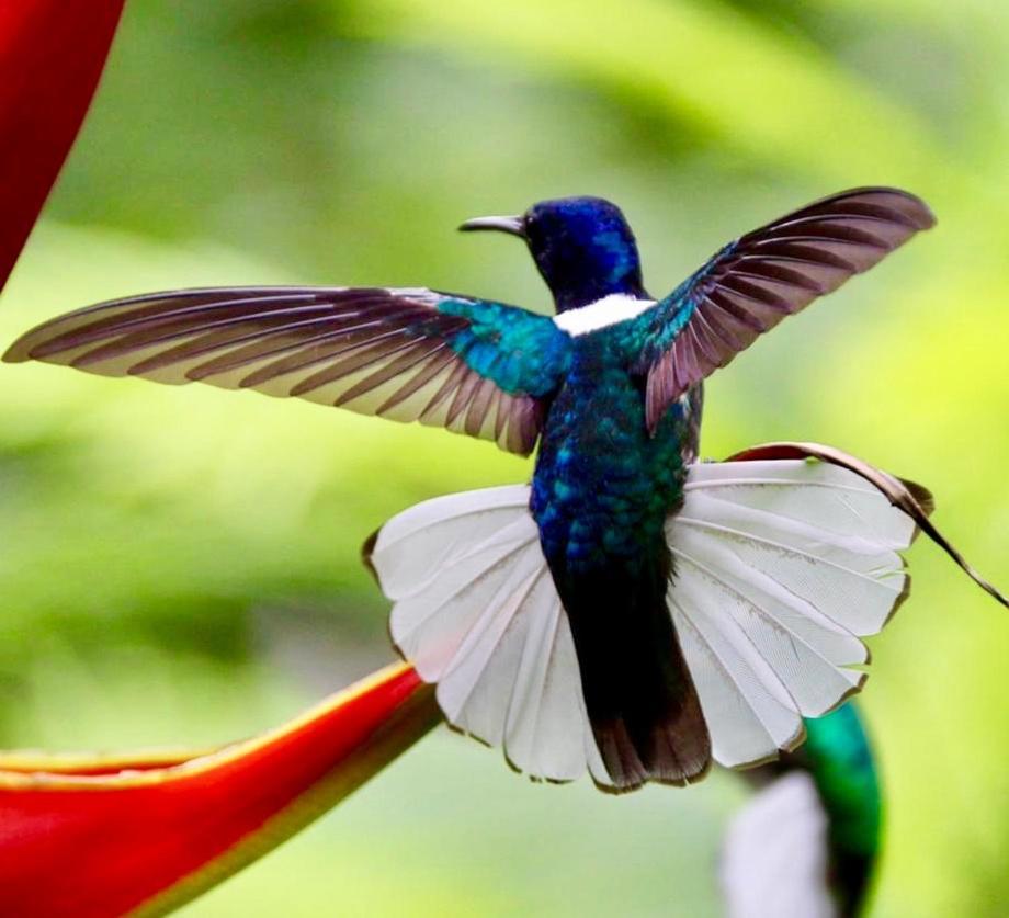 Mar Verde Lodge Puerto Viejo de Talamanca ภายนอก รูปภาพ